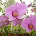 My favorite orchid